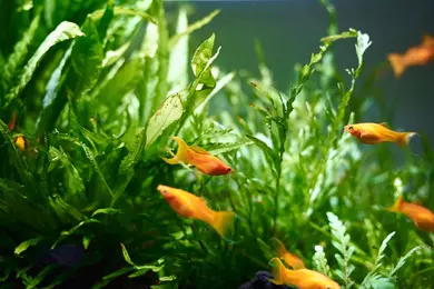 New shoot 2025 
Aquarium, Ankum