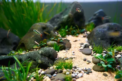 New shoot 2025 
Aquarium, Ankum
