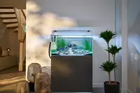 New shoot 2025 
Aquarium, Ankum