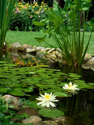 FOT_PRD_ANW_74238-6ftX11ftSmallWaterGardenKit-1_#SALL_#AQU_#V1.tif