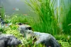 New shoot 2025 
Aquarium, Ankum