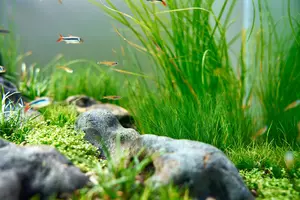 New shoot 2025 
Aquarium, Ankum