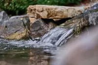 New shoot 2025 
Driehof Tecklenburg, pond and water garden
