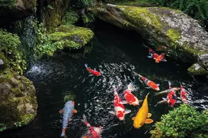 Taking Koi Pond Building into the Future