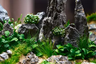 New shoot 2025 
Aquarium, Ankum