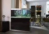New shoot 2025 .Aquarium, Ankum
People,  Product,  aquarium,  fish,  highline,  home,  scaperline,  Animal,  Aquarium,  Fish,  Furniture,  Sea Life,  Table,  Water
Aquarium Awards for web recognition page