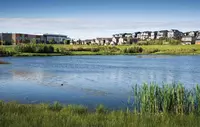 A storm retention pond creates natural habitat in a new urban community in Airdrie Alberta Canada.
water,  grass,  lake,  nature,  pond,  field,  outdoors,  reservoir,  reflection,  bird,  marsh,  city,  reed,  house,  grassland,  outdoor,  no person,  water resources,  ecoregion,  land,  body,  natural landscape,  green,  natural environment,  scenery,  travel,  grassy,  housing,  land lot,  building,  pool,  composure,  watercourse,  wetlands,  urban,  storm retention pond,  modern development,  habitat,  habitat protection,  Airdrie Alberta,  urban pond,  urban development,  new community,  retention pond,  hazard,  conservation,  Canadian development,  development,  waterfront property,  property