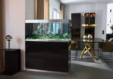 New shoot 2025 
Aquarium, Ankum