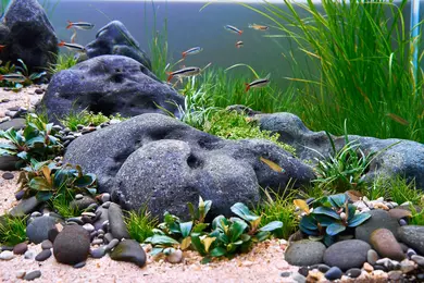 New shoot 2025 
Aquarium, Ankum
