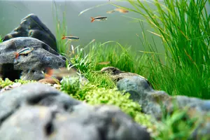 New shoot 2025 
Aquarium, Ankum