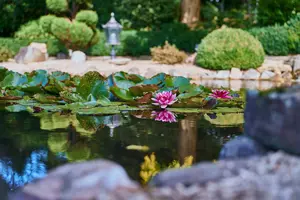 New shoot 2025 
Driehof Tecklenburg, pond and water garden