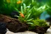 New shoot 2025 
Aquarium, Ankum