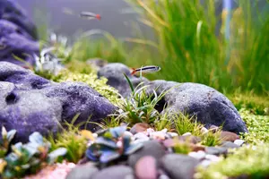 New shoot 2025 
Aquarium, Ankum
