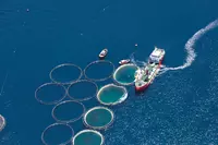 Aerial view of fish farm
522329752
Horizon Over Land, Horizon Over Water, Candid, No People, Catch of Fish, Fishing Industry, Fish Farm, Floating On Water, Wave Pattern, Landscaped, Kalymnos, Coastline, Color Image, Construction Frame, Freshness, Development, Growth, Circle, Blue, Industry, Environment, Construction Industry, Business, Agriculture, Nature, Aerial View, High Angle View, Image, Europe, Aquatic Mammal, Fish, Bay Of Water, Horizon, Landscape, Sky, Mediterranean Sea, Sea, Water's Edge, Wave, Water, Farm, Factory, Built Structure, Commercial Fishing Net, Seafood, Food, Waving, Mediterranean Culture, Aquaculture, Ship