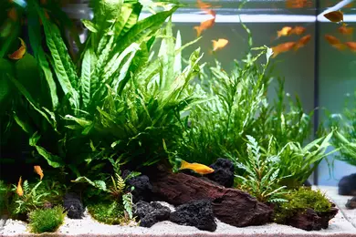 New shoot 2025 
Aquarium, Ankum